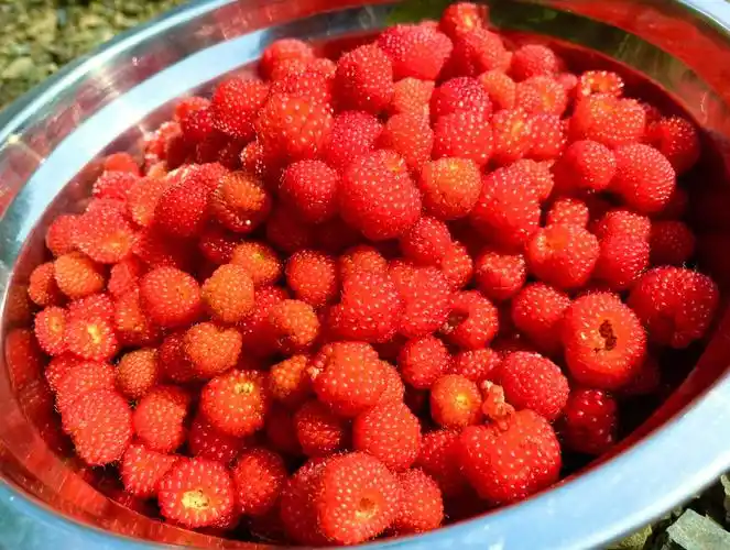 猜猜这是什么果子