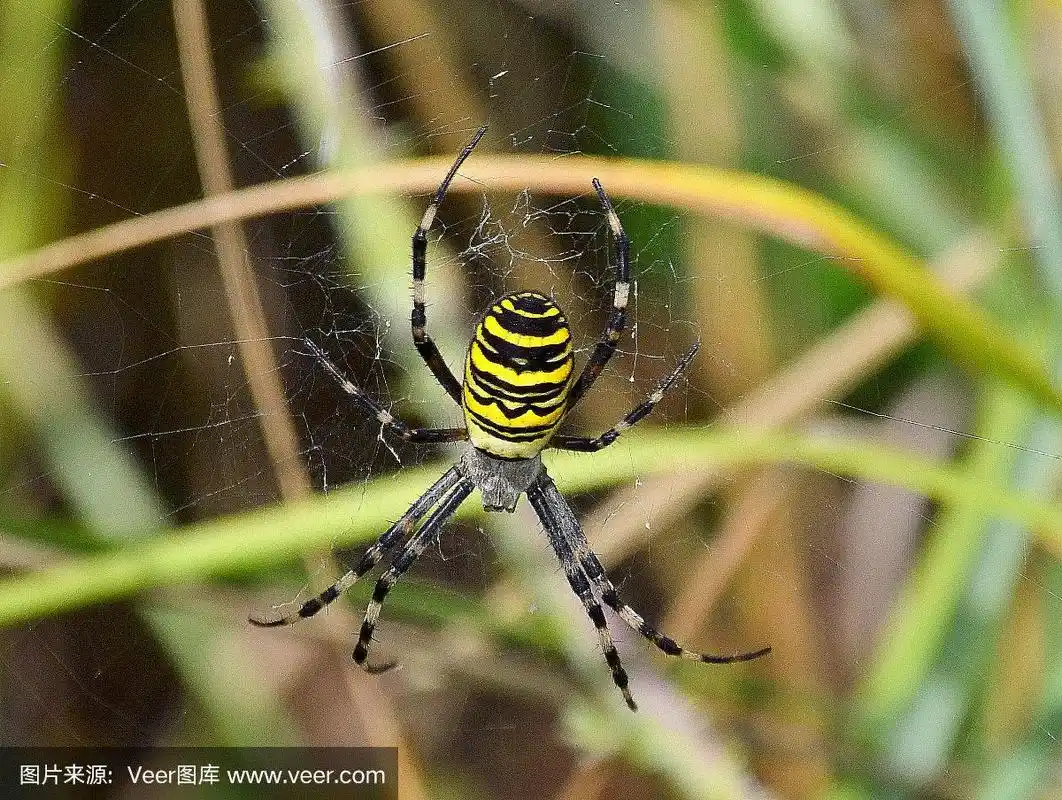 蛛网上的黑黄条纹大黄蜂