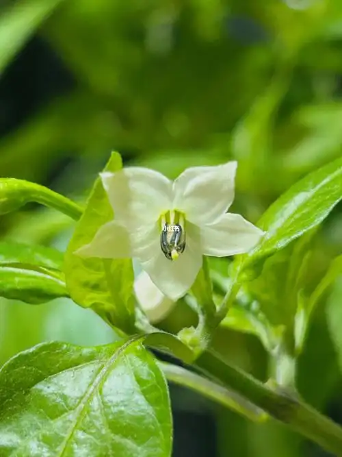 所以辣椒开花到底是几瓣