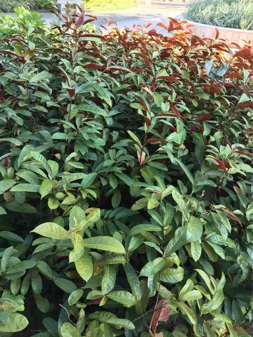 小区随处可见,今天第一次知道它的名字——红背桂,原来它的背是红色的