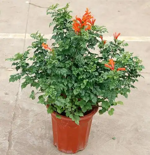 插到土里就能活,这种绿植很适合懒人养|凌霄花|盆栽|水涝_新浪网