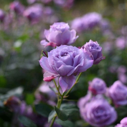 诺瓦利斯淡紫色丰花多花庭院月月开四季