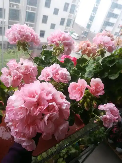 天竺葵花(天竺葵界的"公主"—颜值高,皮实好养,四季能开花,你值得拥有