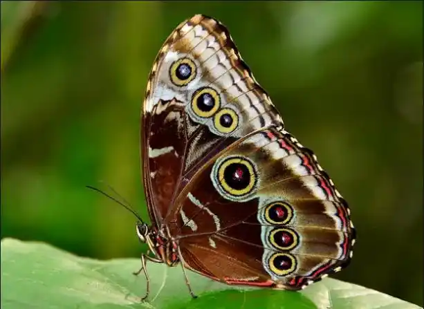 世界上最美的八大蝴蝶之一蓝闪蝶