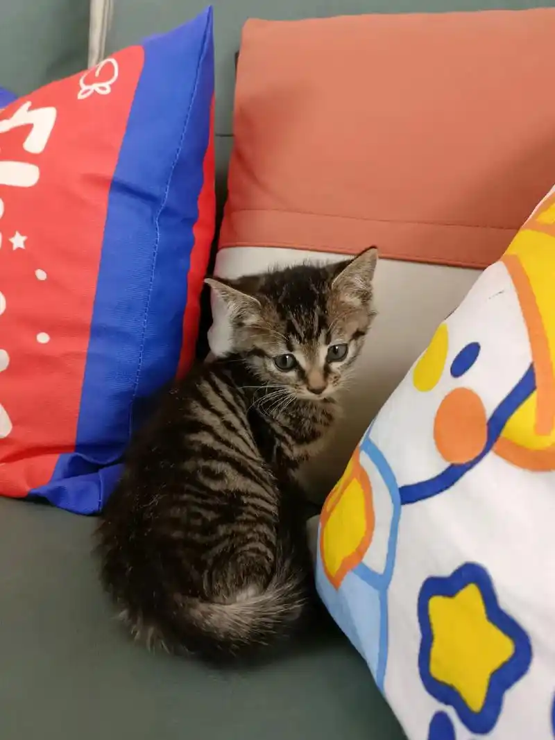 领养小狸花猫两个月大健康讨喜颜值美丽