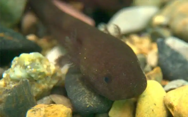 刚出生的小娃娃鱼连消化系统都没长好不吃饭怎么活