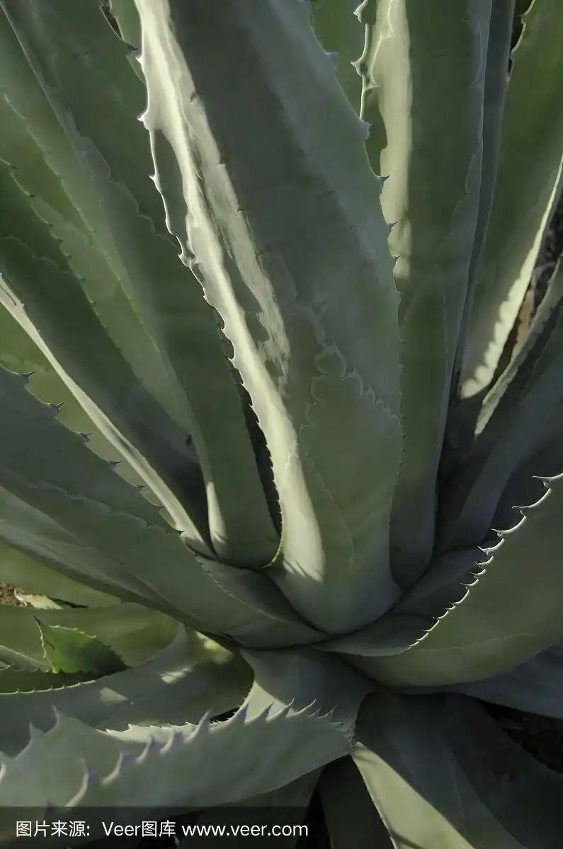 大型野生芦荟植物