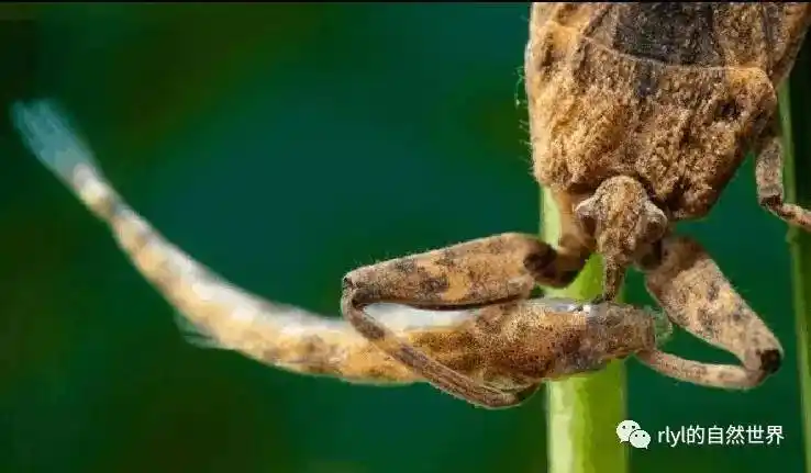 昆虫世界的水下怪兽水蝽特辑水底篇