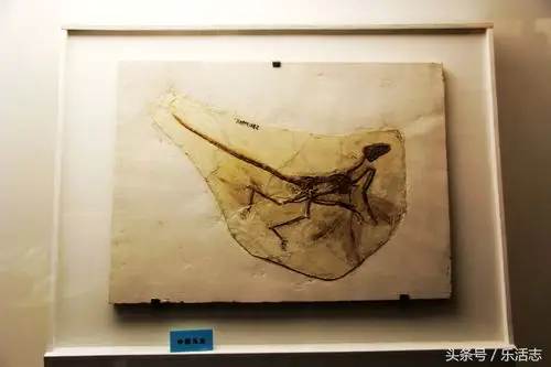 世界上第一只鸟飞起的地方第一朵花盛开的地方北票化石入驻大连圣亚