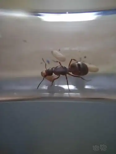 北方林蚁石狩红蚁