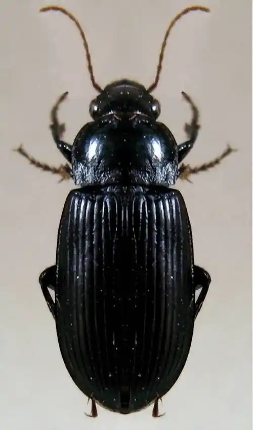 京津冀现不明黑色昆虫?"身份"揭晓!_虫子_赵力_网友