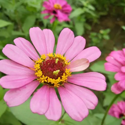植物花语,色彩鲜艳,竹林农家豆腐宴最美的草花百日红步步高