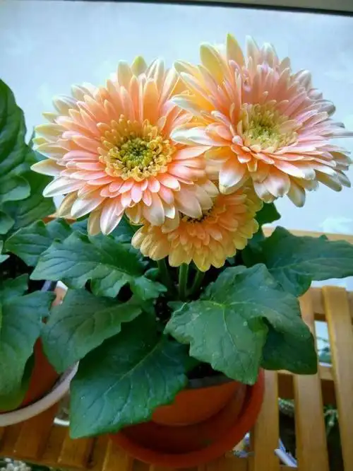 非洲菊,盆栽花卉"新宠",花叶都漂亮,四季皆花期,养护很简单