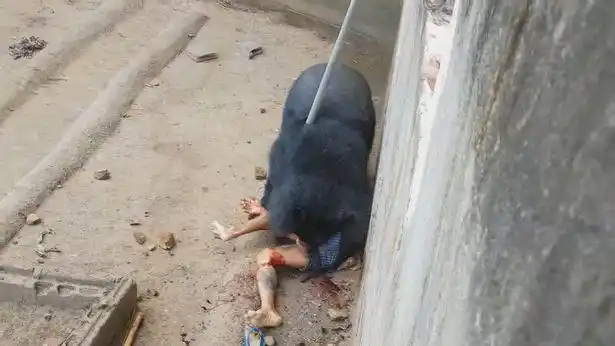 男子逗弄黑熊 被熊扯落撕咬15分钟