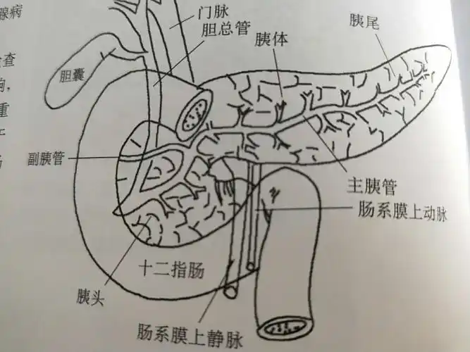 胰腺(了解一下吧!