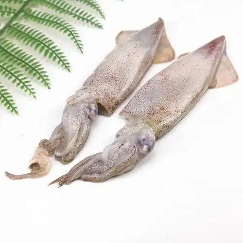 一米渔 笔管鱼1200g 冷冻 海兔子毕管鱼笔管蛸小鱿鱼乌蛸乌贼海鲜 未