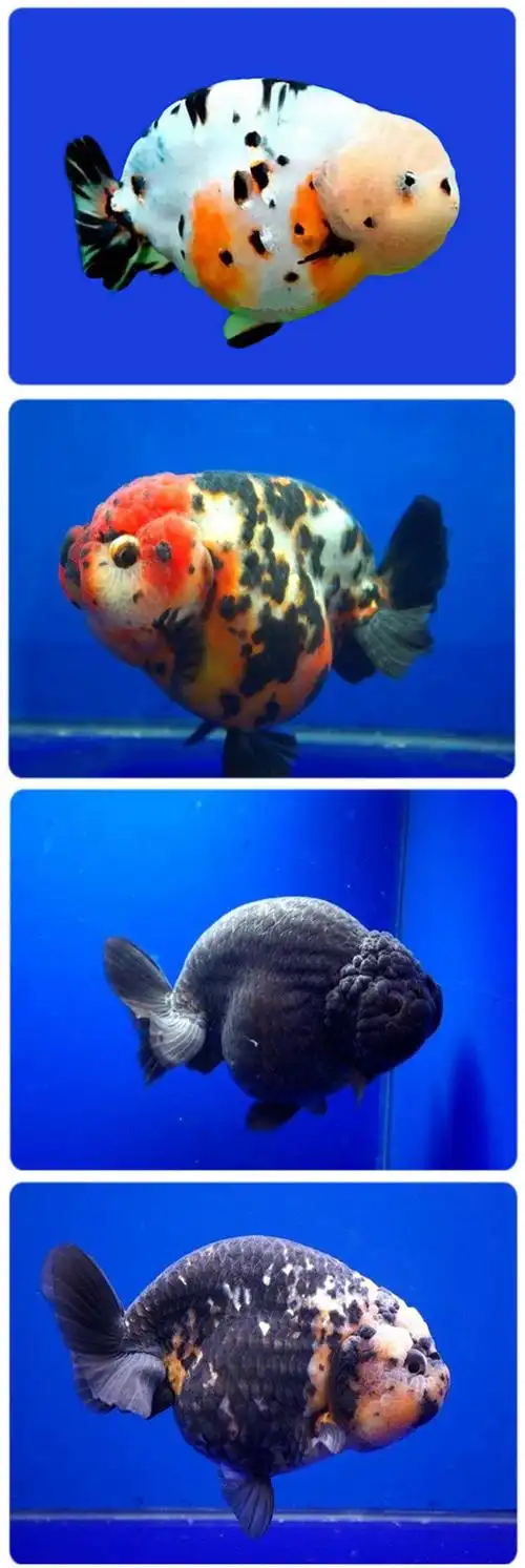 kjhgf赛级兰寿金鱼活体精品观赏鱼冷淡水娃娃脸水族宠物鱼兰寿活鱼 米