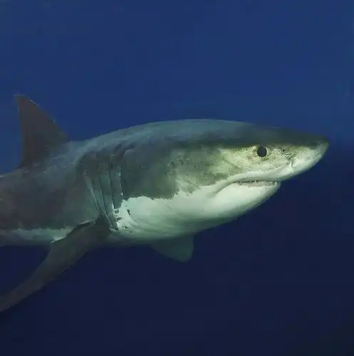 great white shark (1) | flickr – 相片分享!