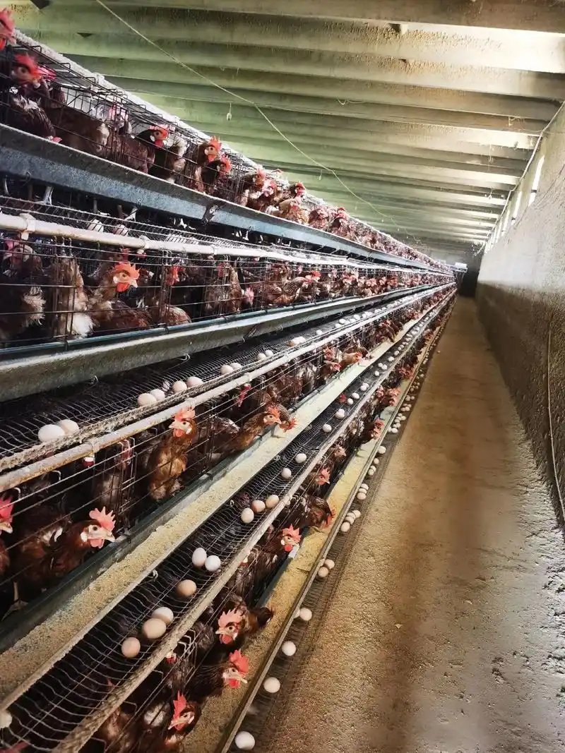 京粉6号雏鸡高产蛋鸡品种,好饲养,产蛋多,耗料少,低死淘,蛋 - 抖音