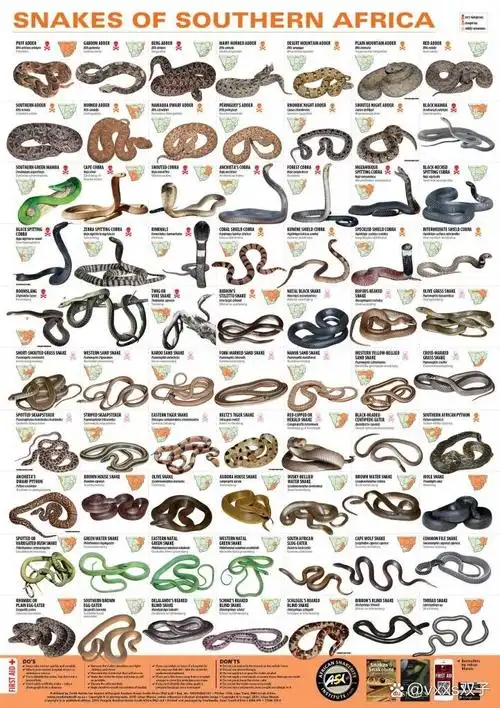 97蛇类图鉴收集 世界各种蛇大集合