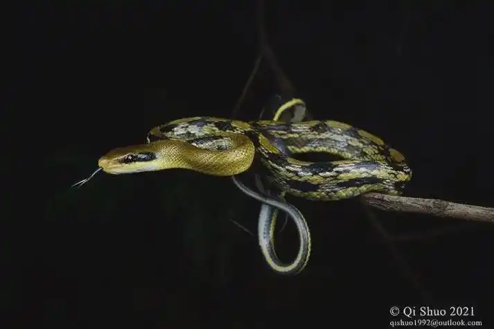 每天认识一种蛇之农村常见的捕鼠高手——黑眉锦蛇