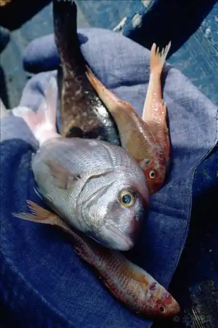 特写_海鲷_石斑鱼_羊鱼_图片素材