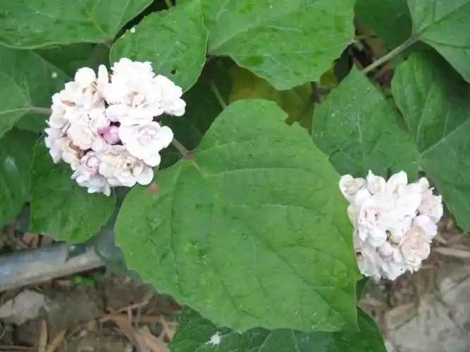 今天 17:16   最佳答案 这是重瓣臭茉莉,马鞭草科植物 图片来自百度