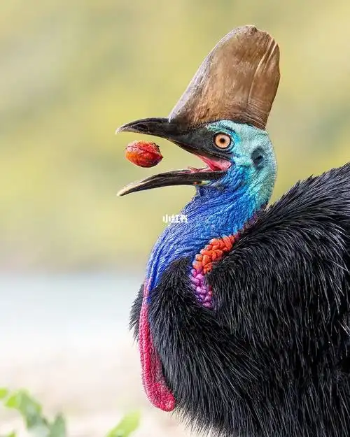 正在吃早餐的火喰鸟食火鸡
