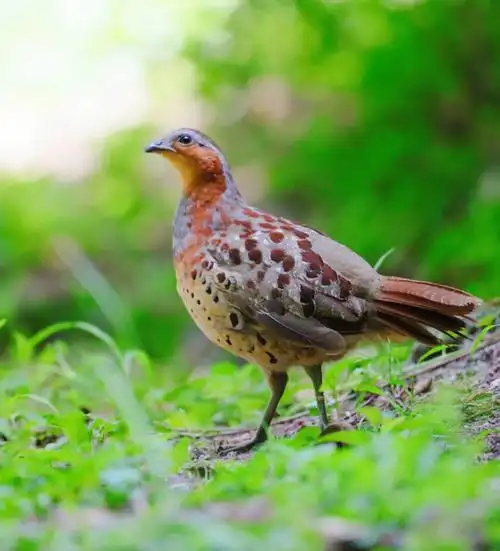 今日野拍灰胸竹鸡2