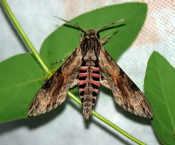 中国昆虫鳞翅目(蛾)