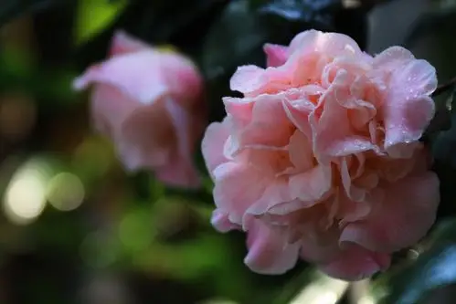 情人节茶花开,等待是最美的那朵花