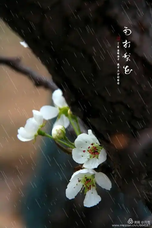 雨打梨花