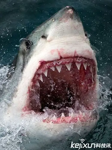 摄影师近距离拍摄巨齿大白鲨血盆大口似卡通形象2