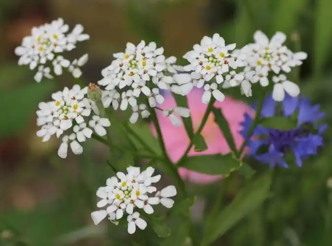 十字花科:屈曲花 iberis amara