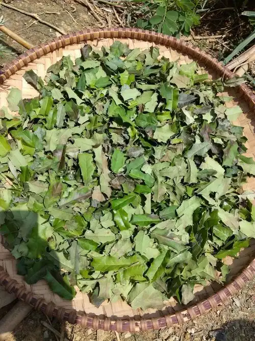 询问中药药材烟西根和老鼠辣的学名和产地