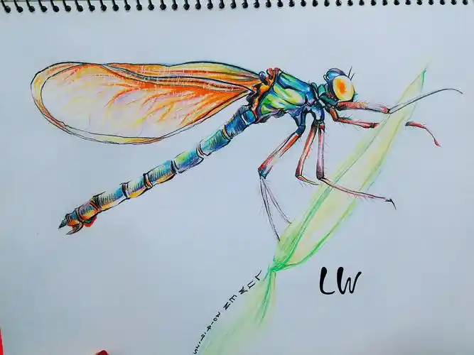 手绘彩铅小蜻蜓
