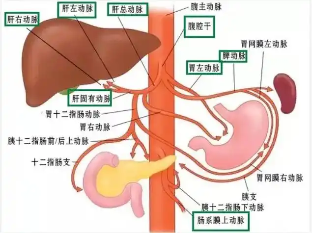 腹腔干动脉起自腹主动脉第12胸椎水平,发出 - 抖音