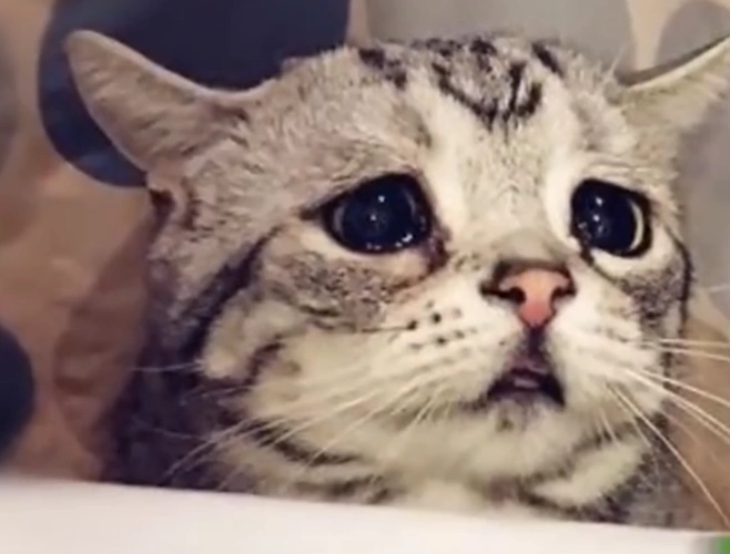 主人家的猫咪,始终都哭丧着脸十分委屈,网友:忧郁小王子