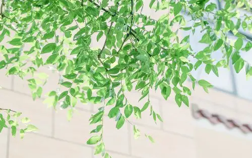 夏日小清新绿色植物图片桌面壁纸