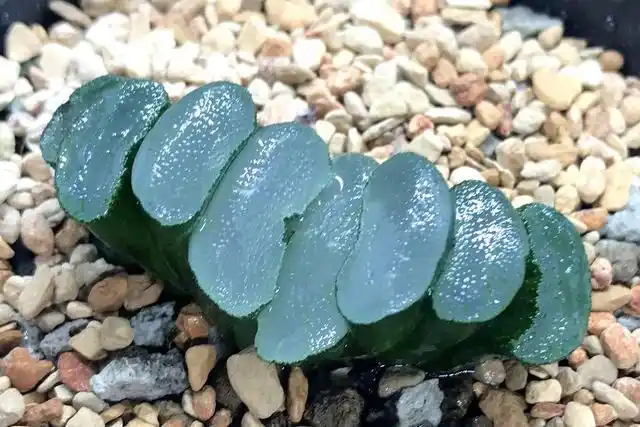 挑选多肉玉扇有讲究!具有这4个明显特征的,算不上好玉扇