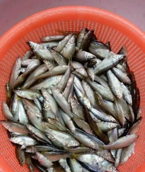 乡下小河沟这几种野生小鱼,个头小味道鲜,小时候天天捉!