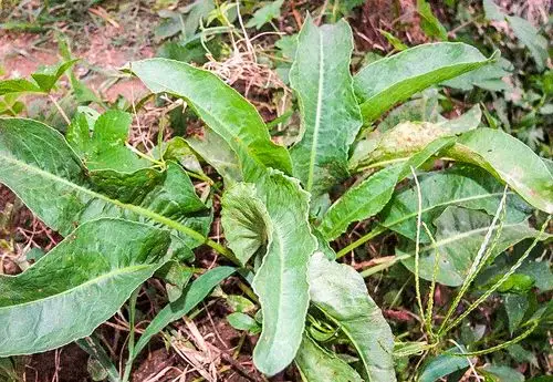 山里1种大叶菜若偶遇是福气辨认好目前20元一斤