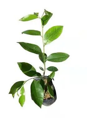 奇楠沉香树苗名贵