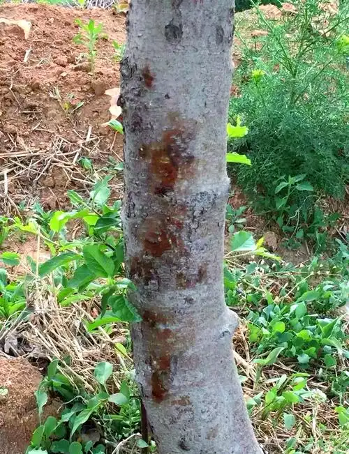 苹果干腐病爆发,果树受影响严重!