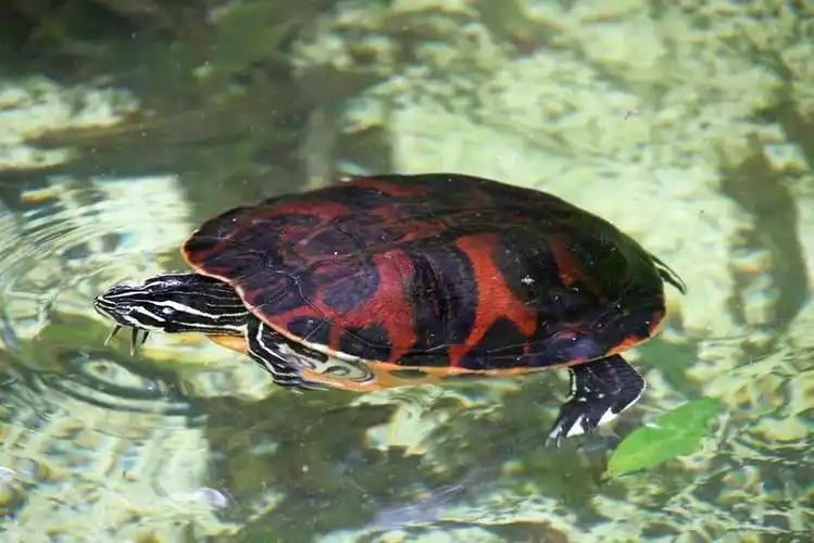 火焰龟好养吗火焰龟的饲养