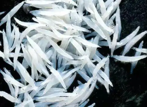 湖南岳阳洞庭银鱼