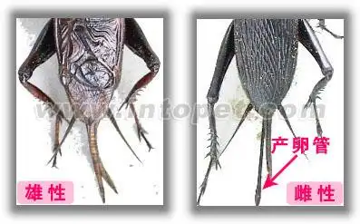 蟋蟀的型态构造