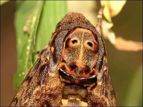 日本地区的鬼脸天蛾(图片来源:百度百科)