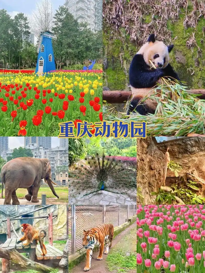 重庆动物园97每个动物最佳观赏时间攻略.