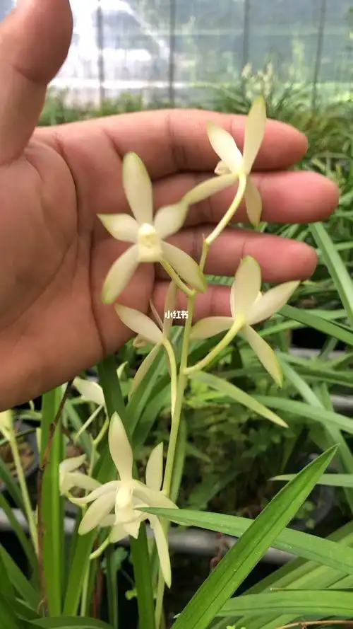 兰花建兰国色天香花苞多多